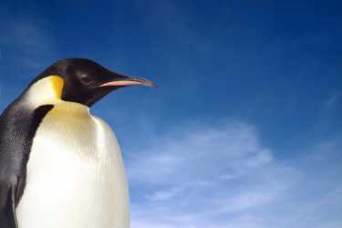 专家认为在企鹅“快乐的大脚”的未来