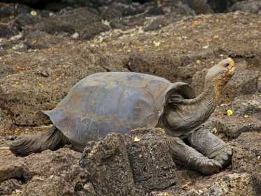 科学家称，“灭绝”的巨型佛罗里安那乌龟可能还活着