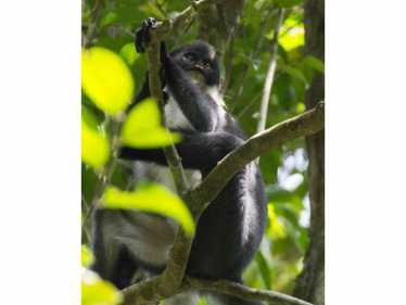 在婆罗洲雨林中发现的“灭绝”猴子