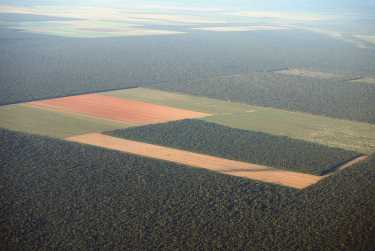 巴西的财务利润或森林保护？