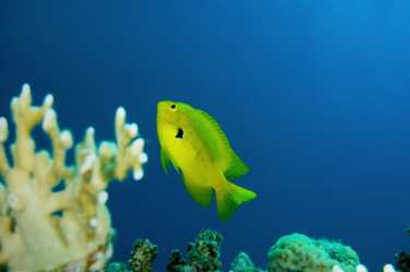 鱼在珊瑚礁生态系统退化的竞争