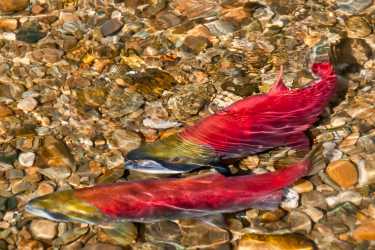 鱼和散布 - 从10月份的生态故事集合