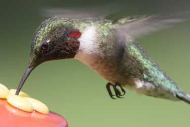 振翅的尾羽给雄性蜂鸟带来了动人的声音