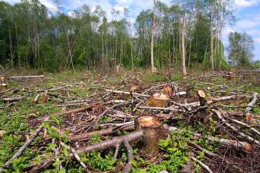 Forest fuel may need rethinking