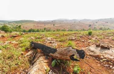 Bianca Jagger赞扬了1800万公顷的森林恢复承诺