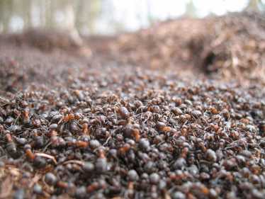 标签和跟踪——蚂蚁道路在树林里