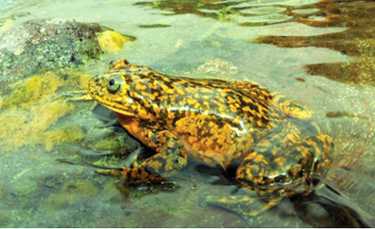 新安第斯山蛙物种暂时生存。