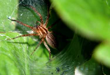蜘蛛毒液衍生的神经毒素可能有助于心脏和其他疾病的研究