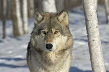 灰狼诉讼案在爱达荷州和蒙大拿州达成和解