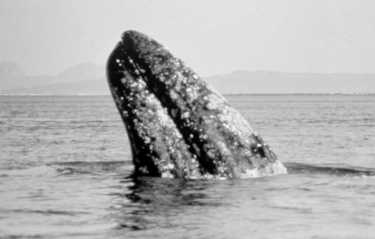 国际科学家联合起来追踪濒临灭绝的鲸鱼