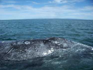 由于新的石油开发，极度濒危的鲸鱼面临新的威胁