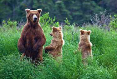 失去我们的灰熊:荒野的衰落