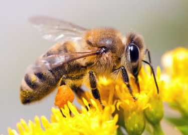 在英国对蜜蜂授粉服务日益增长的需求