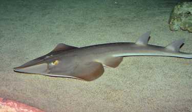 鲨鱼和鳐鱼遭受灭绝在地中海
