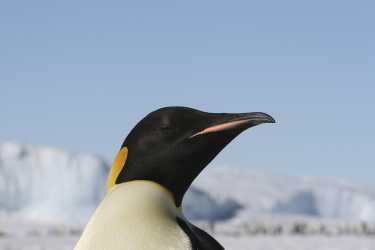 “快乐的大脚”上网南极返回