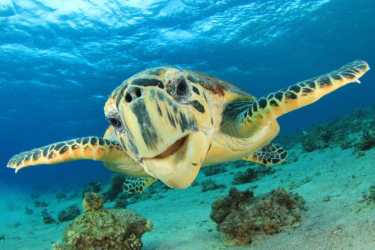 betway必威官网平台保护和运动帮助海龟