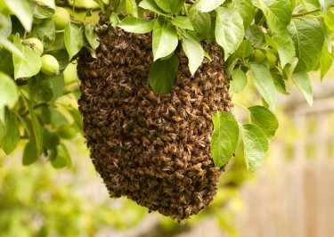 蜜蜂蜂群衰竭与玉米杀虫剂