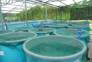 水产养殖的新希望，生态清洁鱼类农场