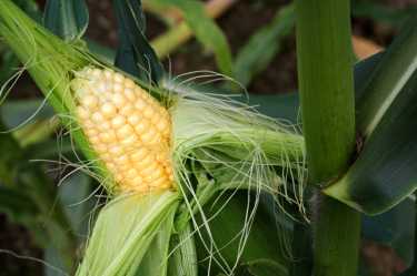 最热的是最严重的——非洲的玉米易受气候变暖的影响