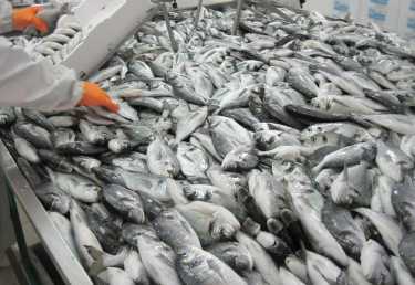 水产养殖:你的养殖鱼类有多绿?