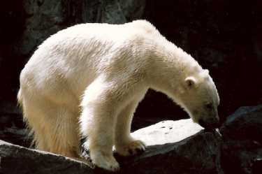 由于哈德逊湾的冰姗姗来迟，北极熊面临饿死的风险