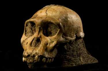 人类祖先有牙齿化学等长颈鹿