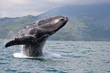 这条鲸鱼在航运、噪音和保护生命方面都是个大问题。