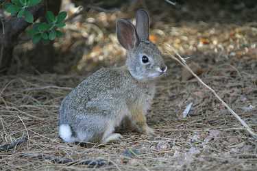 越来越多的野生兔子通过补充食物生存