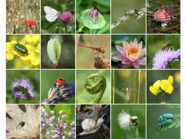 国际生物多样性日——2013年5月22日