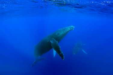 大西洋鲸鱼圣所希望在IWC冲击
