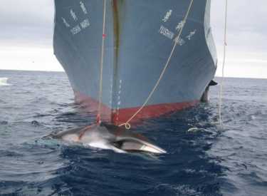 日本的捕鲸在南极洲