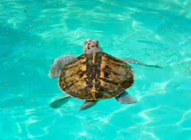 科学拯救了坎普的雷德利海龟?