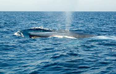 野生动物保护群体说，杀死船舶速度而不是鲸鱼betway必威官网平台
