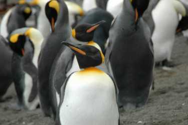 王企鹅麦夸里岛遗传多样性的复苏