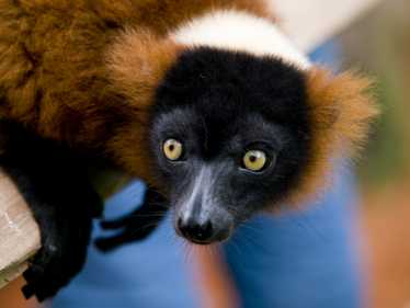 狐猴在马达加斯加的辐射