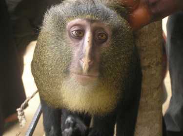 来认识一下Lesula，刚果的一种色彩鲜艳的猴子新品种