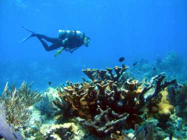 佛罗里达的厕所和杀死珊瑚的白痘病之间的联系得到了证实