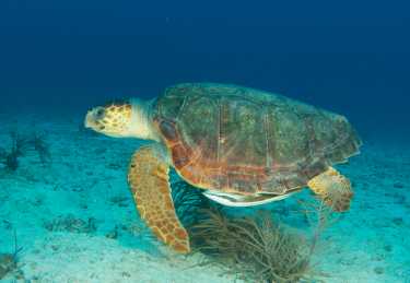 在墨西哥湾发现的红海龟栖息地