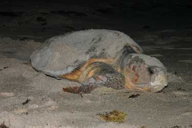 一些Loggerhead Turtle种群降级为濒危状态