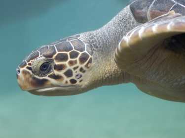 红海龟移动接更多的污染