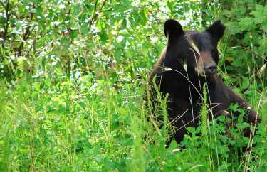 孤独的雄性黑熊负责大多数袭击人类