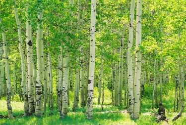 管理森林可以吸收更多的碳