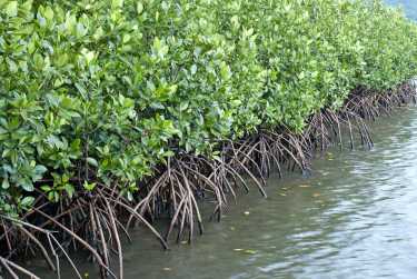 Mapping Mangroves有助于保护宝betway必威官网平台贵的栖息地