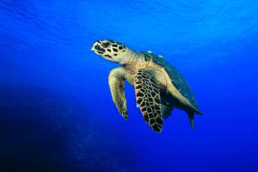 海龟摄取塑料调查