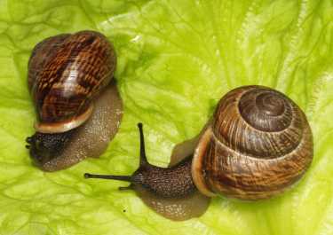 大规模的公共进化研究发现了3 / 4亿只色彩鲜艳的蜗牛