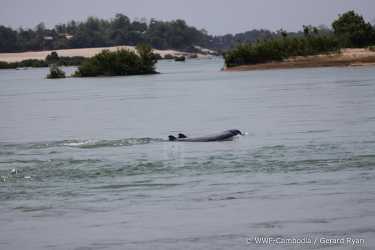 湄公河Irrawaddy海豚面部灭绝