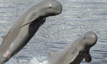 在湄公河出生的小海豚
