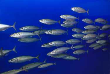 溴浓度与汞沉积物之间鱼类的致病联系