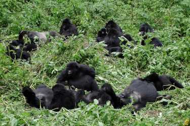 大猩猩或石油:维龙加问题