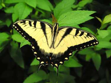 山地蝴蝶提供了罕见的杂交物种一瞥